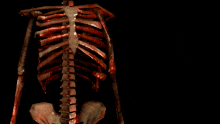 Skeleton Skull GIF