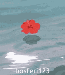 Flower Hibiscus GIF - Flower Hibiscus Floating Flower GIFs