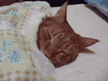 Sleeping Cat GIF - Sleeping Cat Blanket GIFs