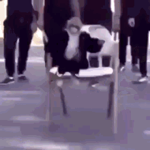 a cow is sitting on a chair on the sidewalk .