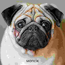 a close up of a pug dog looking at the camera with the word mopcik written below it .
