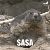 Marmotte Sasa GIF
