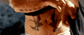a close up of a person 's stomach with two birds tattooed on it .