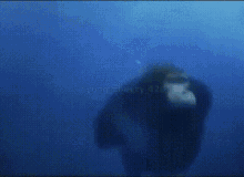 Monkey That Swims Underwater - Señor GIF - Pronounced GIF or JIF?