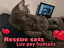 a cat laying on someone 's lap with the words " rescue cats luv gay humans " above it
