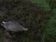 Nope Badger GIF - Nope Honey Badger Badger GIFs