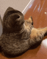 Sherbert Matsutake GIF - Sherbert Matsutake Cat GIFs
