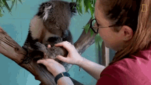 Body Check Up The Future Of Koalas GIF - Body Check Up The Future Of Koalas Checking The Body GIFs