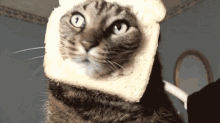 Cats GIF - Cat Face Bread GIFs