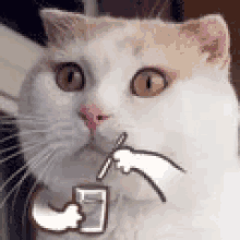 Cute Cat GIF - Cute Cat Blow GIFs
