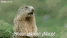 a ground squirrel with its mouth open and the words " nico ! nico ! nico ! " below it