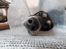 a dog wearing a clear plastic cone on its head