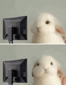 a white rabbit is sitting in front of a computer screen .