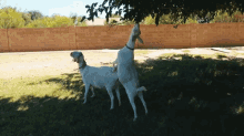 Reaching For Leaves Weed Em And Reap GIF - Reaching For Leaves Weed Em And Reap Goats GIFs