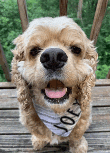a cocker spaniel wearing a bandana with joey written on it