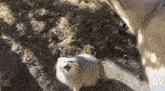 a small white dog is standing on a dirt road in the grass .