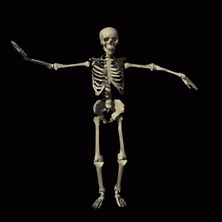 Skeleton Dancing GIF – Skeleton Dancing Silly – Upptäck och dela giffar