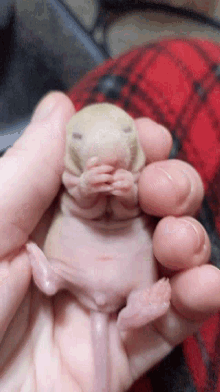 Rat Baby GIF - Rat Baby Animals GIFs