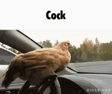 Cock Chicken GIF - Cock Chicken Driving GIFs