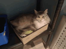 маслина кошка GIF - маслина кошка GIFs