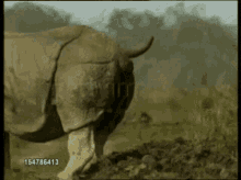 a video of a rhino with the number 154786413 on the bottom right