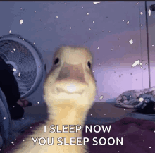 Duck Goodnight GIF - Duck Goodnight Sleep GIFs