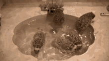 Bathtime GIF - Hedgehog Bath Cute GIFs