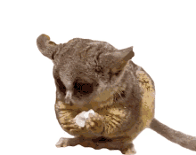 tarsier the pet collective eating nibble munch