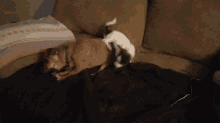 a dog and a cat laying on a couch