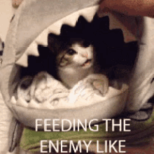Feeding The Enemy Like - Feeder GIF - Feeding The Enemy Like Cute Cat Shark GIFs