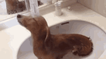 Puppy Shower GIF - Puppy Shower GIFs
