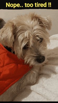 a dog wearing a red jacket is laying on a bed with the caption nope too tired