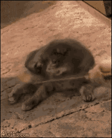 Omg GIF - Cats Meow Shocked GIFs