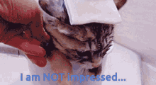 Unimpressed Not Impressed GIF - Unimpressed Not Impressed Cup GIFs