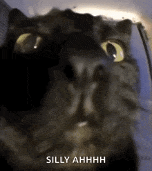 Cat Pog GIF - Cat Pog Moment GIFs