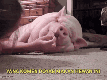Babi Pig GIF - Babi Pig Animal GIFs