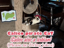 a cat wearing a pirate hat is laying on a cat tree