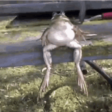 Frog Jah Phrog GIF