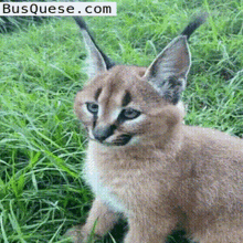 lynxs lince gato montes mueve orejas busquese cat cute ear flip