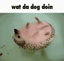 meme what the dog doin get real esmbot hedgehog