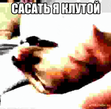 a pixelated image of a cat with the words " cacatb a klytoi " written above it