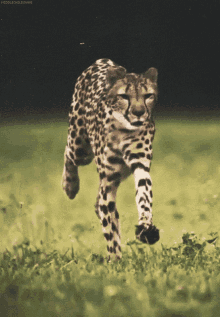 Tosis Hunt GIF - Tosis Hunt GIFs