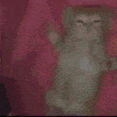 a close up of a cat 's face on a pink background .