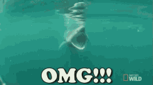Shark Triggered GIF - Shark Triggered GIFs