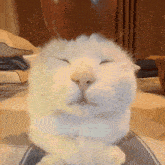 Apple Cat Good Night Meow GIF - Apple Cat Apple Cat GIFs