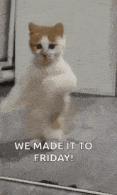 a cat is standing on its hind legs in front of a mirror and says `` we made it to friday ! ''