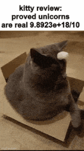 Kitty Review Cat GIF - Kitty Review Cat Cats GIFs