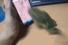 Frog Eat GIF - Frog Eat Phone GIFs