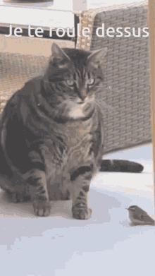 Fat Cat Roule Dessus GIF - Fat Cat Roule Dessus Oh Cest Fragile GIFs