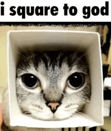 a cat is sitting in a square box with the words i square to god above it .